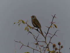 Embernagra platensis