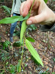 Parsonsia brownii