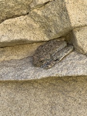 Pseudacris cadaverina