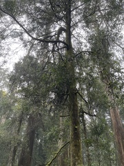 Atherosperma moschatum