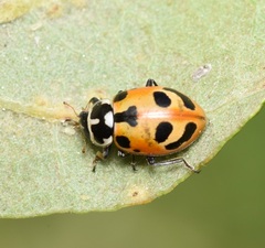 Hippodamia parenthesis