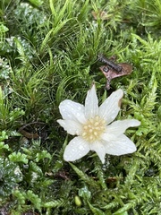 Atherosperma moschatum