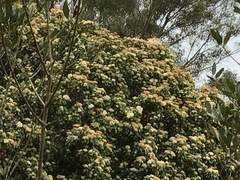 Commersonia bartramia