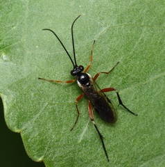 Diplazontinae