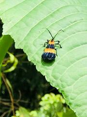 Calopteron