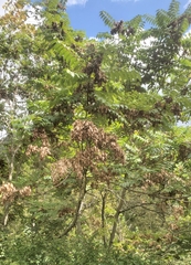 Koelreuteria paniculata