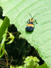 Calopteron