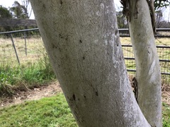 Corymbia citriodora