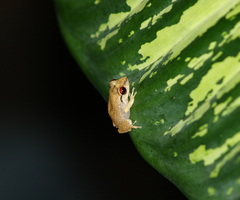 Eleutherodactylus antillensis