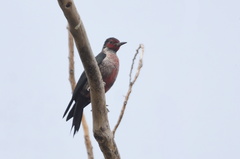 Melanerpes lewis