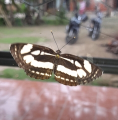 Neptis