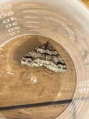 Austrocidaria parora