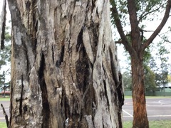 Eucalypteae
