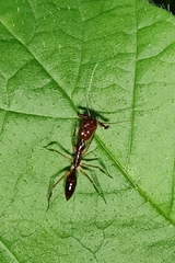 Odontomachus rixosus