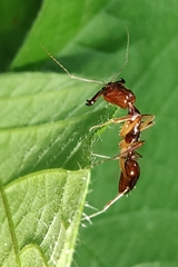 Odontomachus rixosus