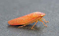 Gyponana gladia