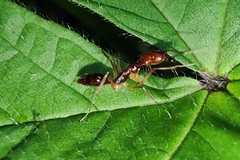 Odontomachus rixosus