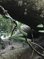 Trimeresurus macrops
