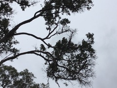 Angophora subvelutina