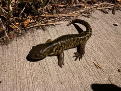 Ambystoma mavortium