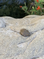 Pseudacris cadaverina