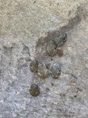 Pseudacris cadaverina