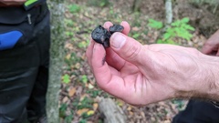 Daldinia concentrica