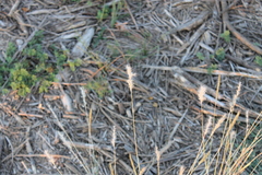 Bothriochloa laguroides