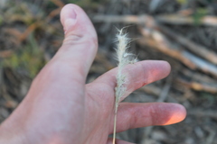 Bothriochloa laguroides