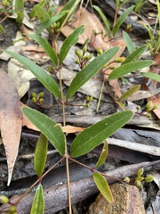 Podolobium scandens