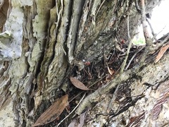 Eucalypteae