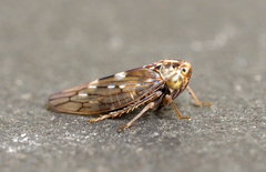 Idiocerus albolinea