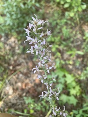 Liatris elegans