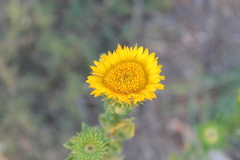Grindelia ciliata