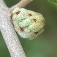 Andricus quercusfoliatus