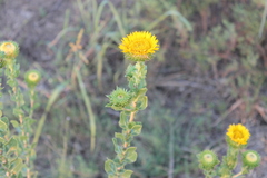 Grindelia ciliata