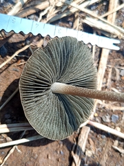 Panaeolus cyanescens