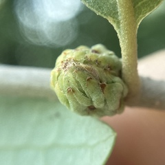 Andricus quercusfoliatus