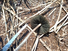 Panaeolus cyanescens