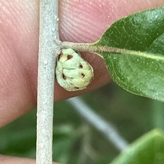 Andricus quercusfoliatus