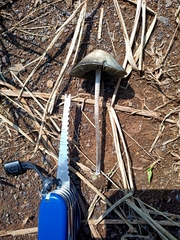 Panaeolus cyanescens