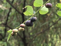 Phyllanthus reticulatus