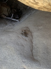 Pseudacris cadaverina