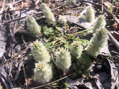 Ptilotus spathulatus