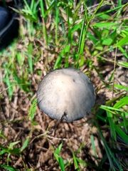 Panaeolus cyanescens