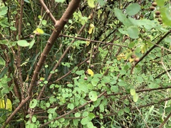 Phyllanthus reticulatus