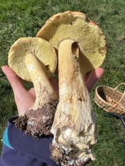 Boletus chippewaensis