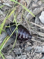 Geoscapheus dilatatus