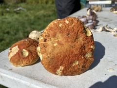Boletus chippewaensis