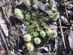Ptilotus spathulatus